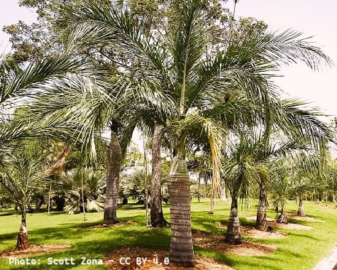 Pseudophoenix vinifera, a source of palm wine Pseudophoenix vinifera, a source of palm wine
