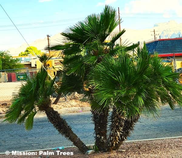 A miniature date palm with multiple trunks