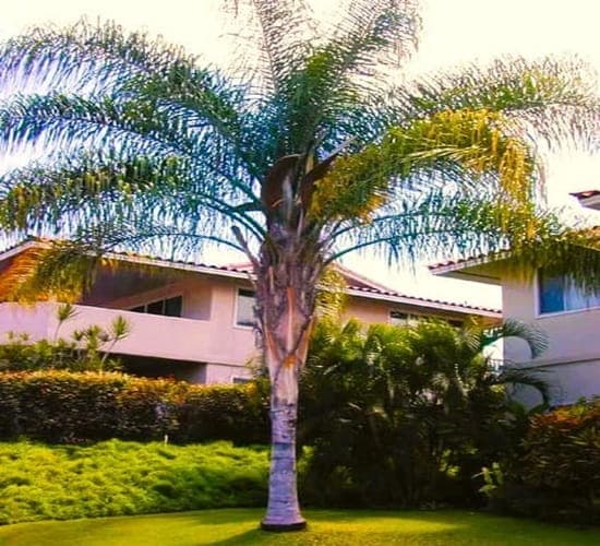 A large queen palm tree in the front yard of a home.