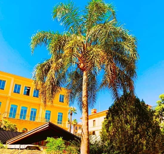 Queen Palm tree in a Marine Park in France