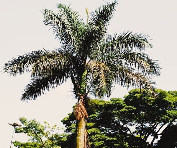 A Queen Palm
