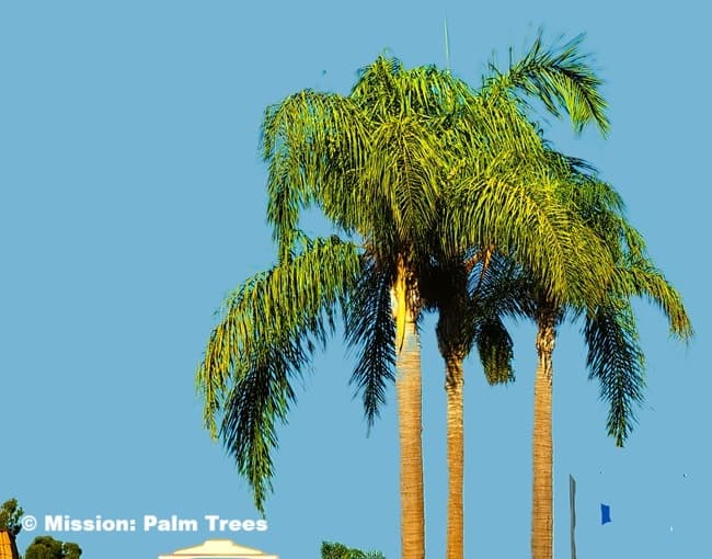 Queen palm tree has a new frond growing from the top, called a spear.<br>The Magnificent Queen