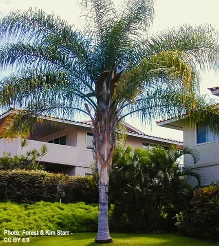 Queen palm growing nicely in a front yard Queen palm growing nicely in a front yard