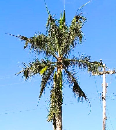 Queen palm looking scraggly