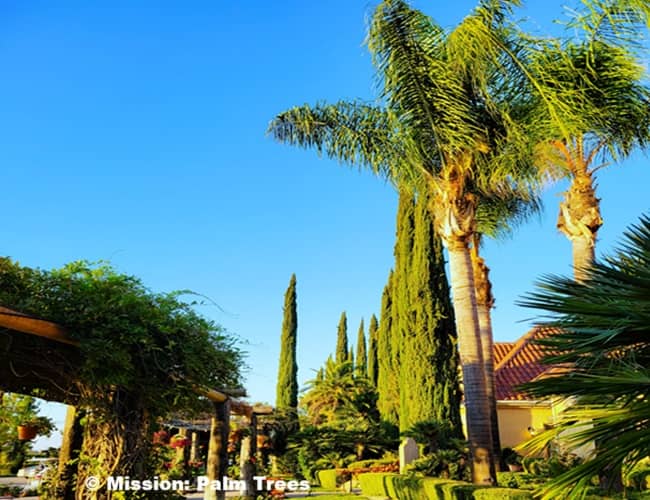 Queen Palms on the grounds of a California Winery Queen Palms on the grounds of a California Winery