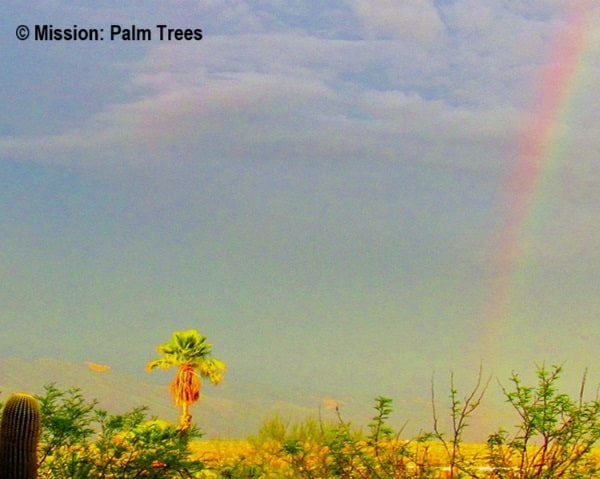 rainbow making a palm tree glow