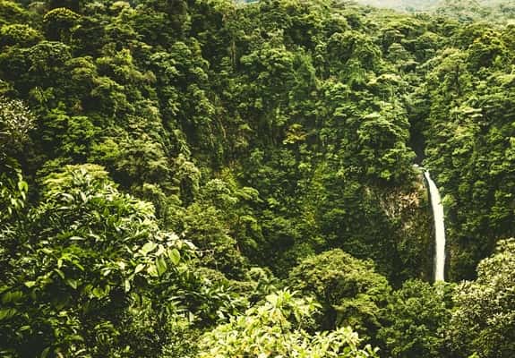 rainforest with a narrow waterfall tumbling over a cliff