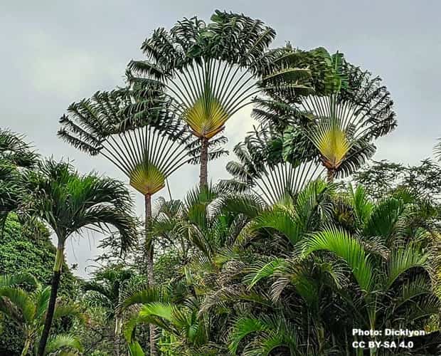 three Traveler's Palms surrounded by true palm trees