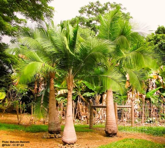 Three Majesty Palm Trees in a Garden