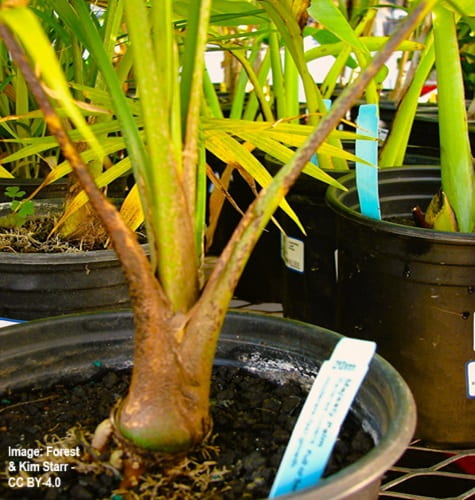 potted Majesty Palm ready for purchase