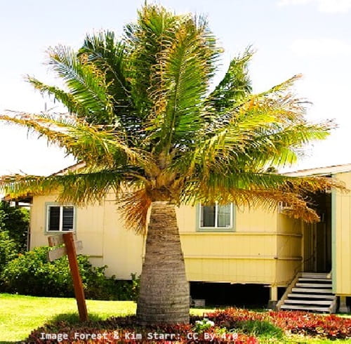 Majesty palm tree located in front of a building