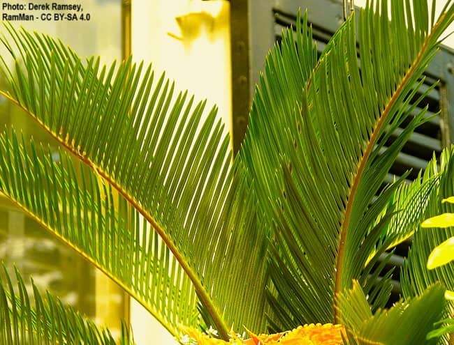 Close-up of Pinnate leaflets of the Majesty Palm Tree