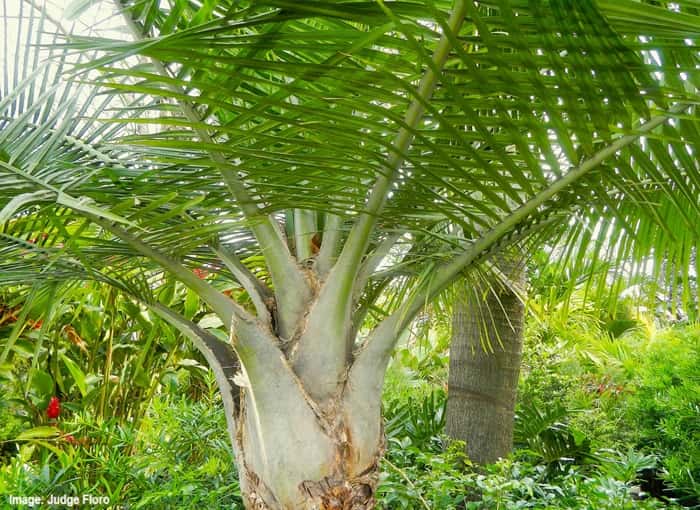 Lush close-up of a Majestic Palm crown