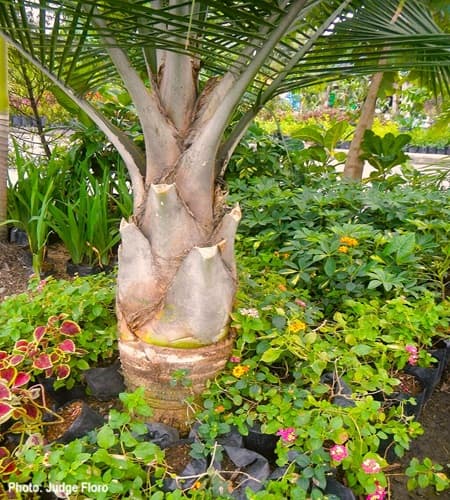 Young Majesty Palm Tree growing amidst lush vegetation