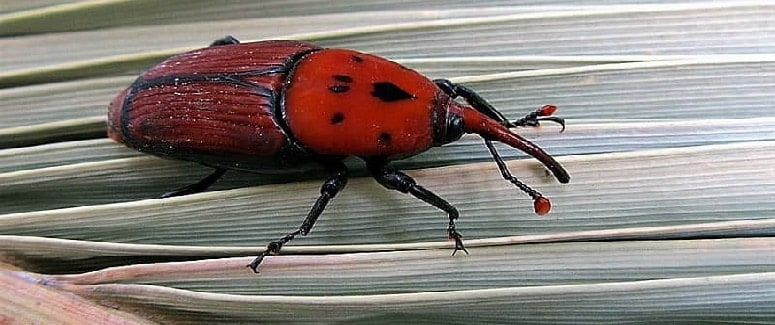 Red Palm Weevil Red Palm Weevil
