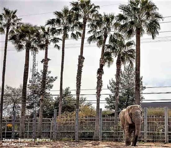 Worlds Tallest Palm Trees Here They Are!