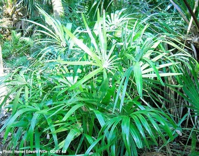 Rhapidophyllum hystrix in Florida, USA