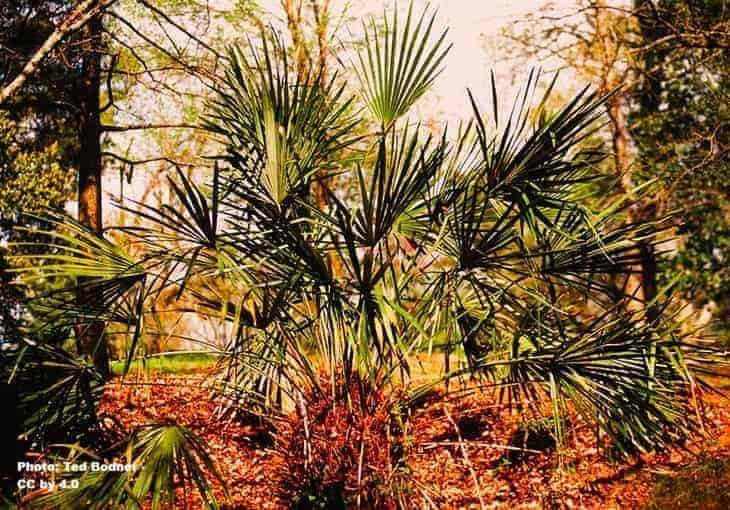 Rhapidophyllum hystrix, a needle palm growing in nature Rhapidophyllum hystrix, a needle palm growing in nature