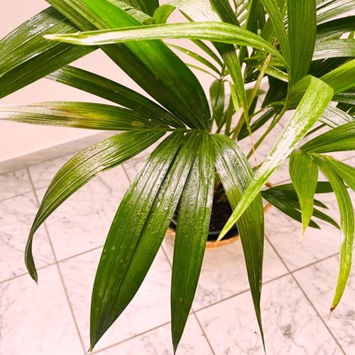 Lady Palm in a container placed on a tile floor.
