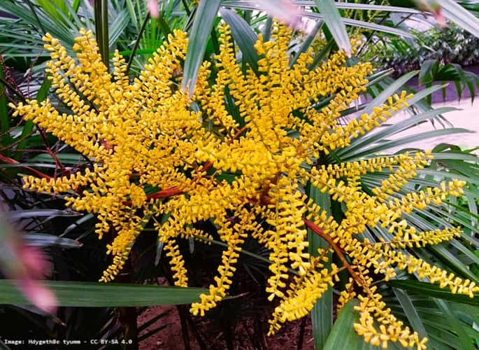 Flowers blooming on a Lady palm tree.