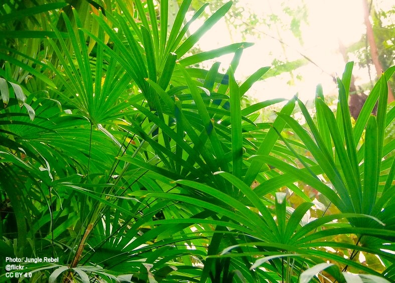 Tall Lady Palm