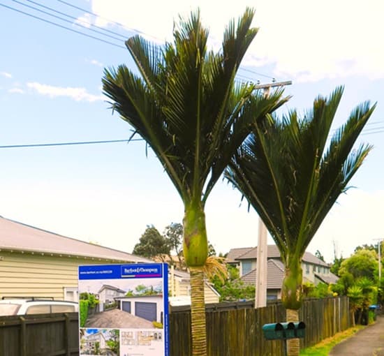 Two Rhopalostylis baueri along a neighborhood street. Two Rhopalostylis baueri along a neighborhood street.
