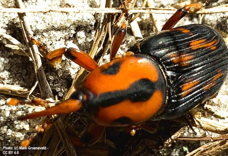 Palm Weevil on vegetative trash