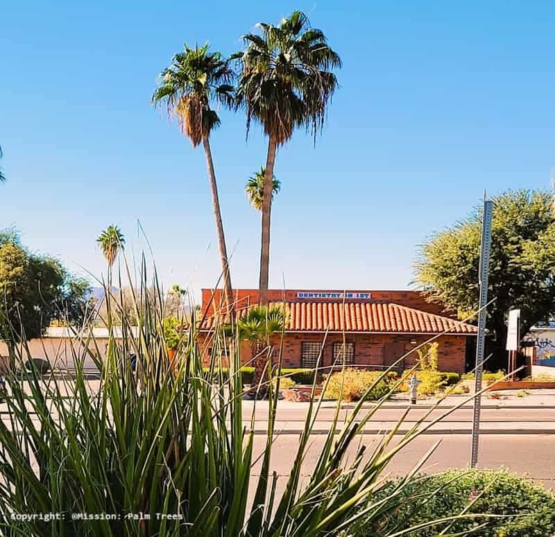 Mexican Fan Palms in front of a building on a street.