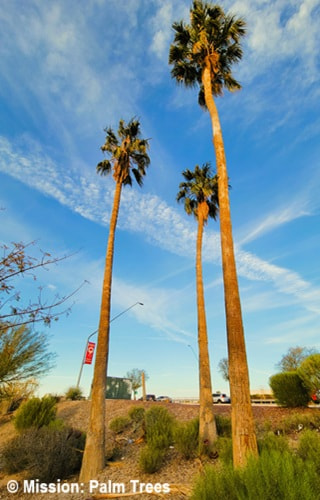 Several Mexican Palms grow near a roadway