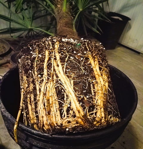 Windmill palm tree roots exposed in a tipped over to enable repotting