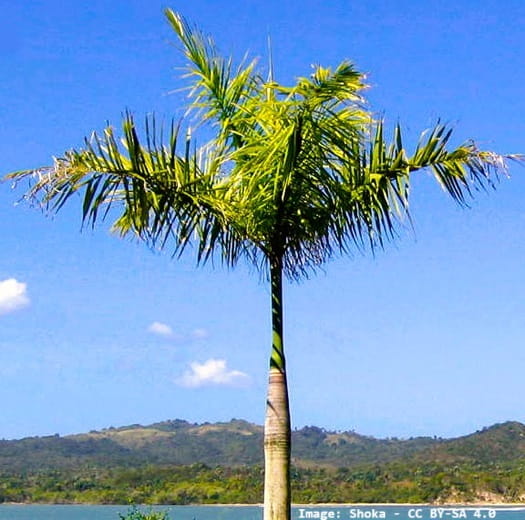 Royal Palm near a waterway with vegetation growing as a backdrop.