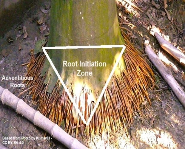 Adventitious roots are seen growing from this palm tree's root initiation zone