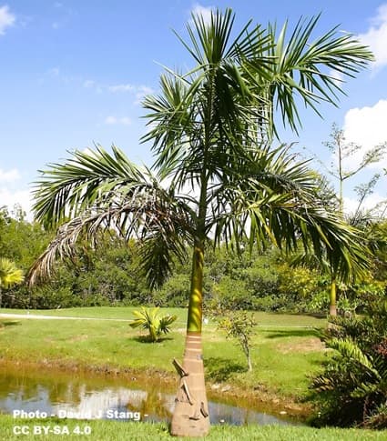 Royal Palm tree by a small pond.