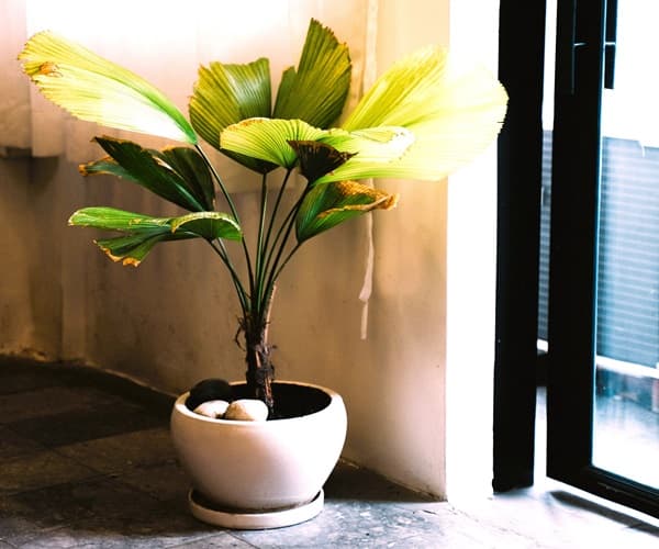 This ruffled fan palm is an attractive potted plant.