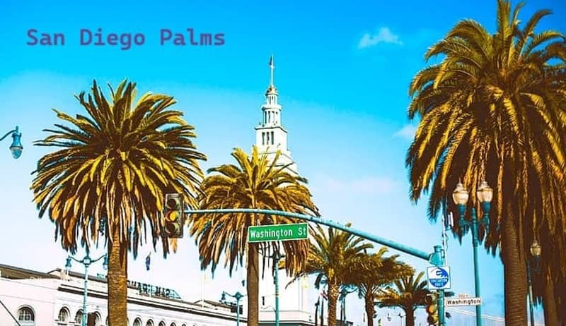 Canary Island Palms in San Diego Canary Island Palms in San Diego