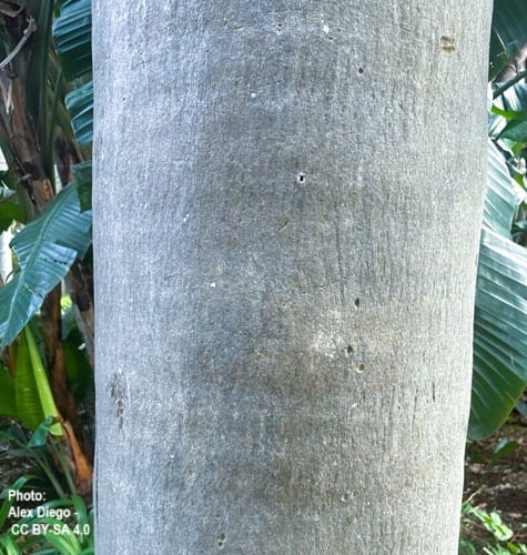 Close-up details of the Sabal causiarum trunk