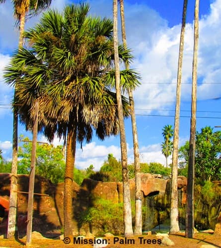 A Caggage Palm, or Sabal palmetto in a zoo's landscape