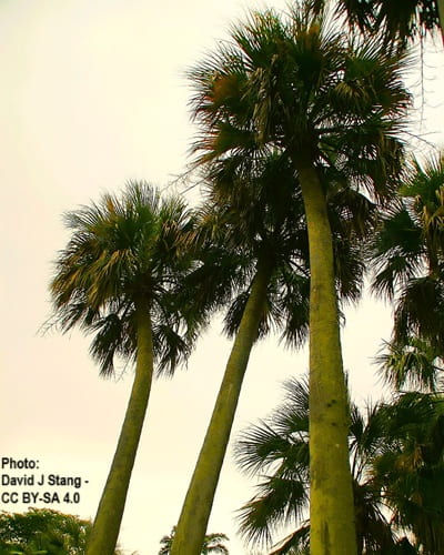 The Sabal causiarum palm The Sabal causiarum palm