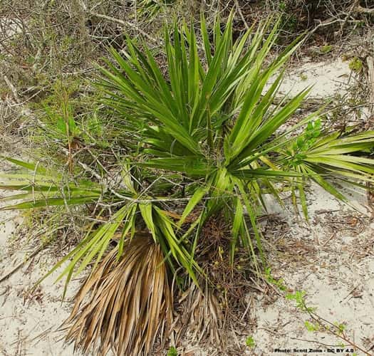 Sabal etonia, the Scrub Palmetto Sabal etonia, the Scrub Palmetto