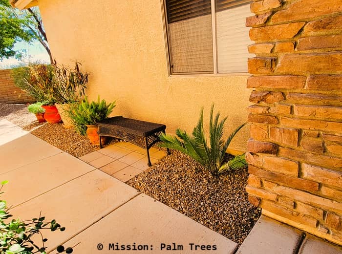 A Sago Palm cycad growing near an entryway.
