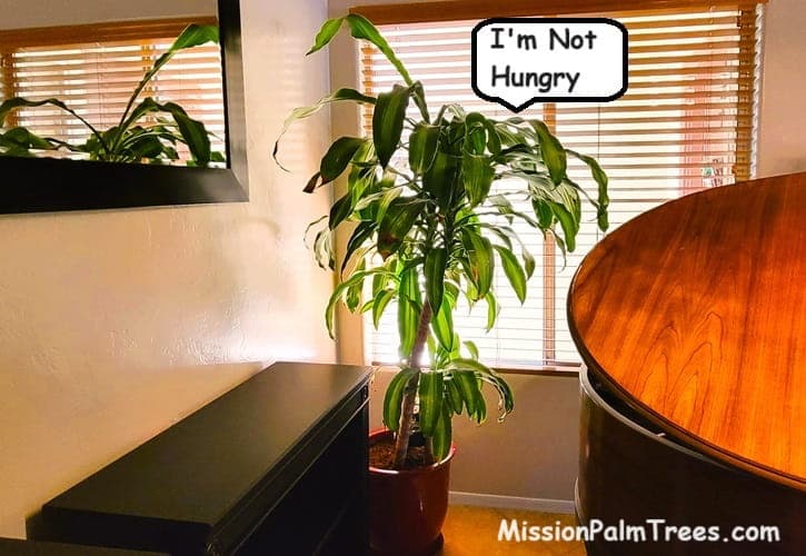 Potted palm in front of a window does not want fertilizer now Potted palm in front of a window does not want fertilizer now