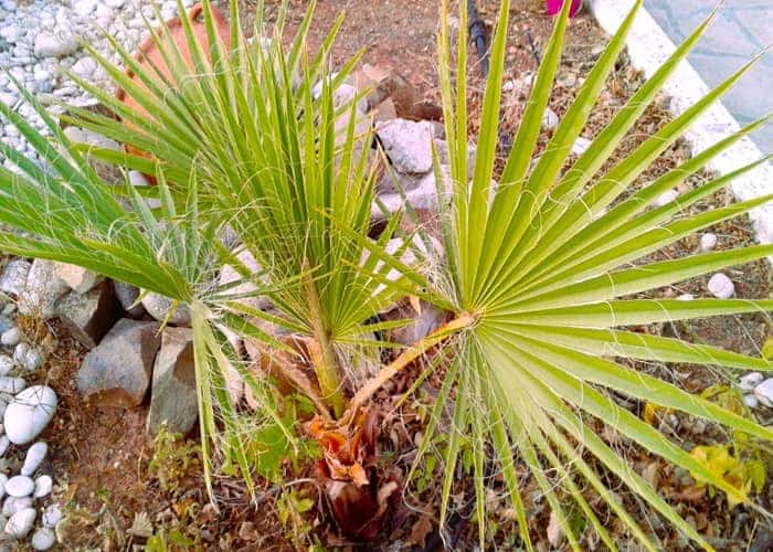 Saw palmetto with stringy plant growth attached