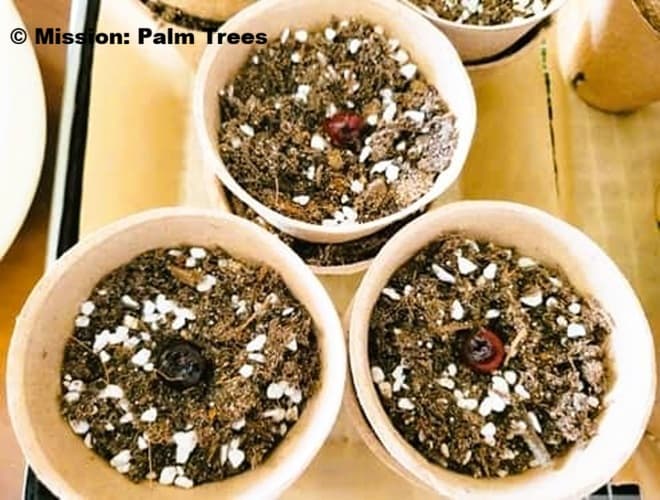 palm seeds sitting on the substrate in planting pots