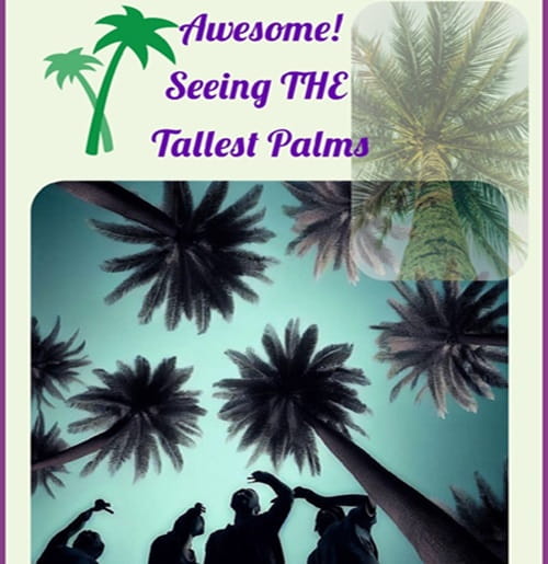 Silhouettes of people looking up to the crown of very tall palm trees Silhouettes of people looking up to the crown of very tall palm trees