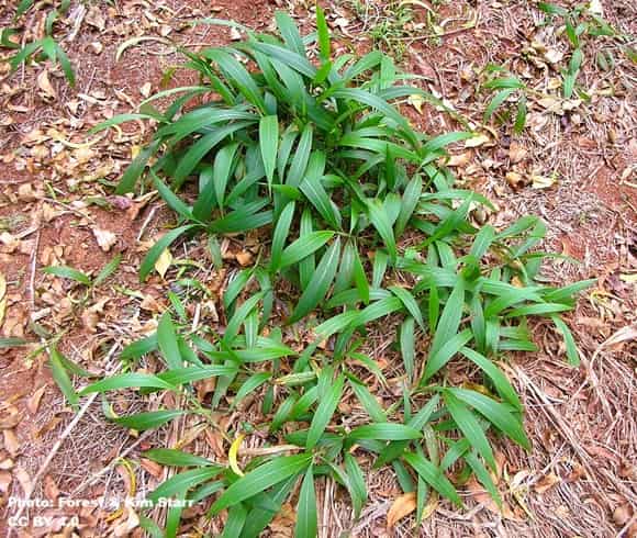 Grass with palm like leaves