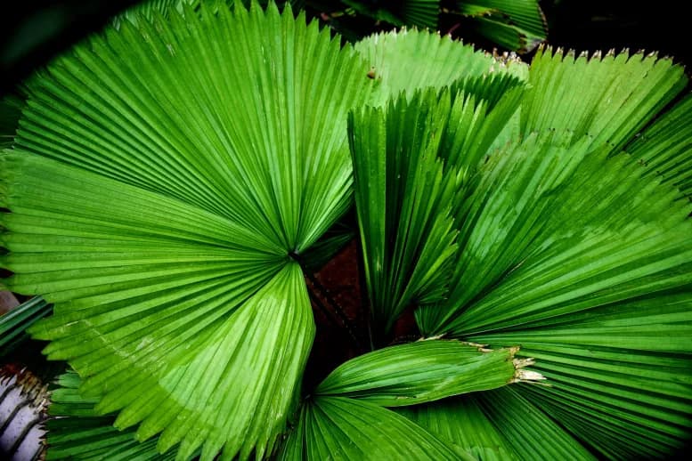 Fan Palm with short dips between segments. Fan Palm with short dips between segments.