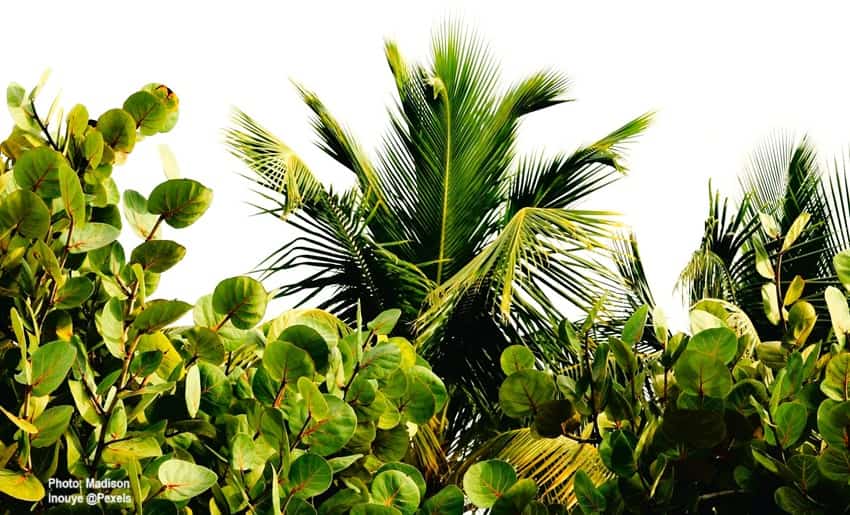 Shrubs Growing in front of palms as a windbreak
