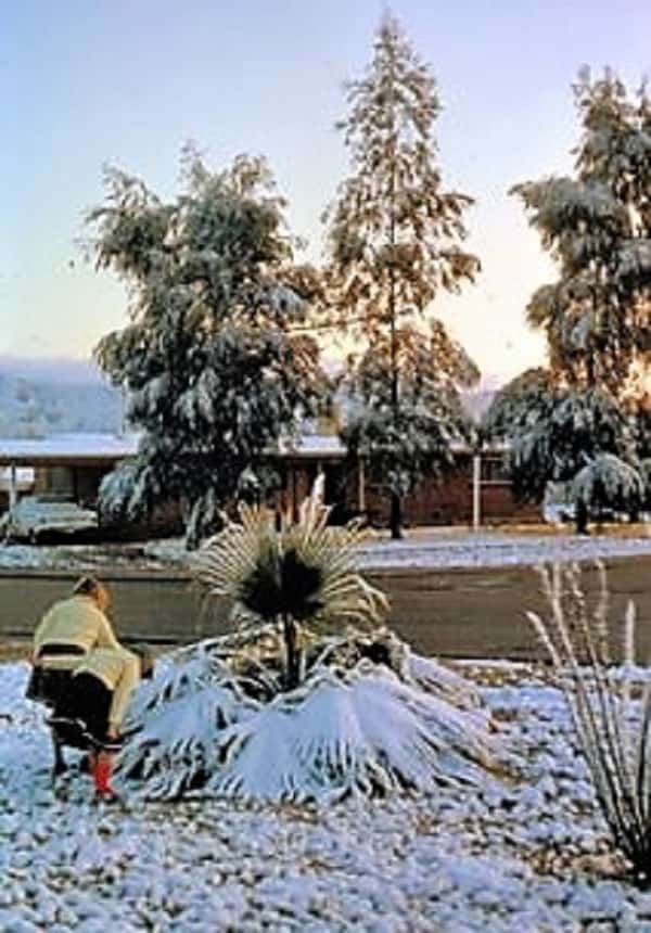 Two girls inspecting a small palm covered in snow in a neighborhood yard