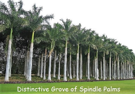 Who'd like to roam through this unusual palm tree grove? Palm tree grove full of Spindle Palms