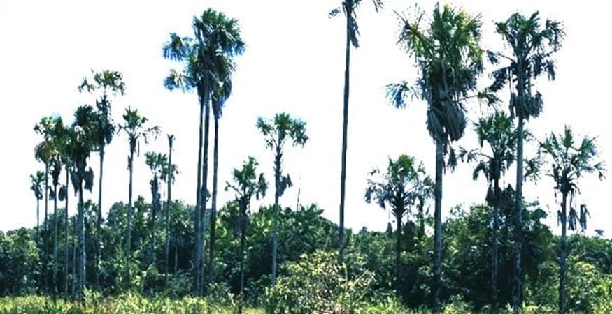 stand of Buriti palm trees stand of Buriti palm trees